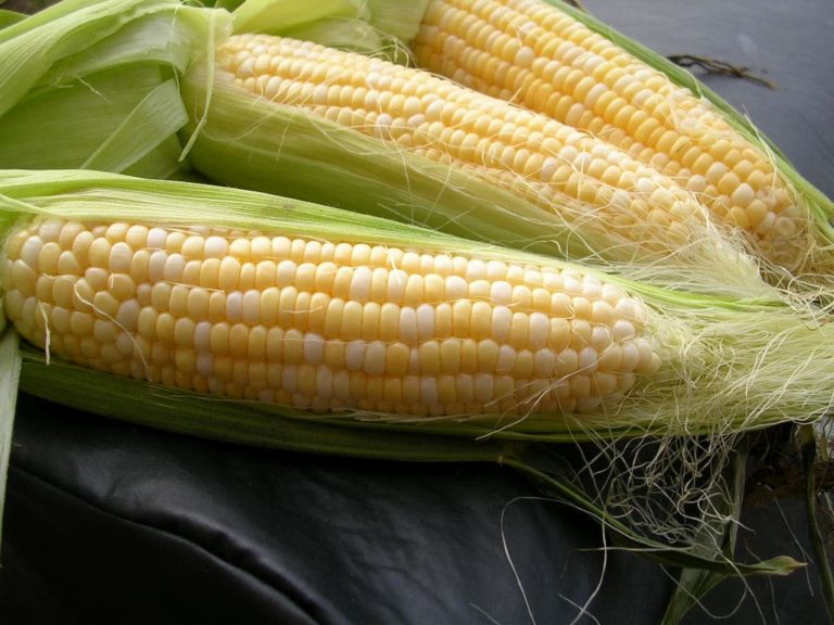 corn